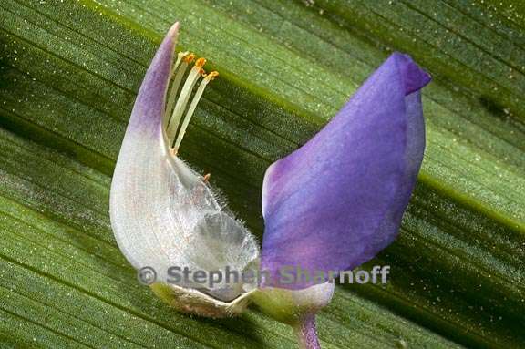 lupinus latifolius var columbianus 5 graphic